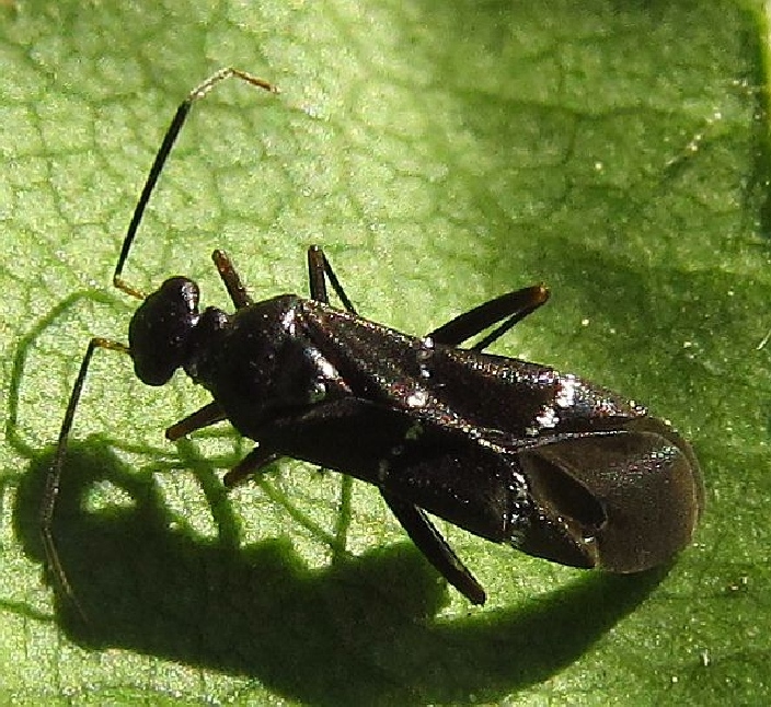Miridae:Globiceps sphaegiformis  - Mugla (Turchia)